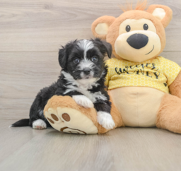 6 week old Aussiechon Puppy For Sale - Lone Star Pups