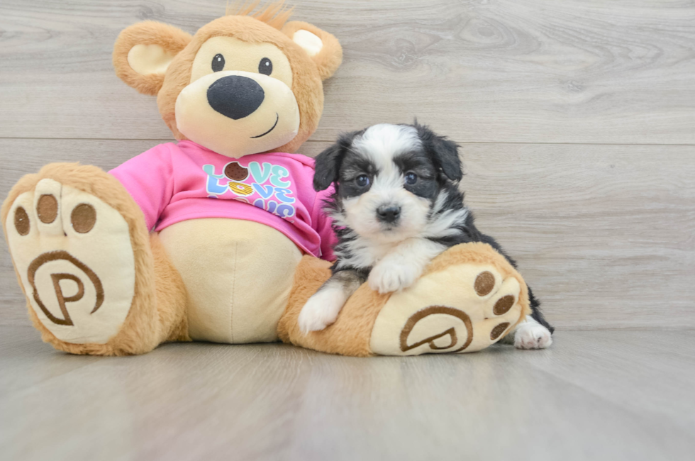 5 week old Aussiechon Puppy For Sale - Lone Star Pups