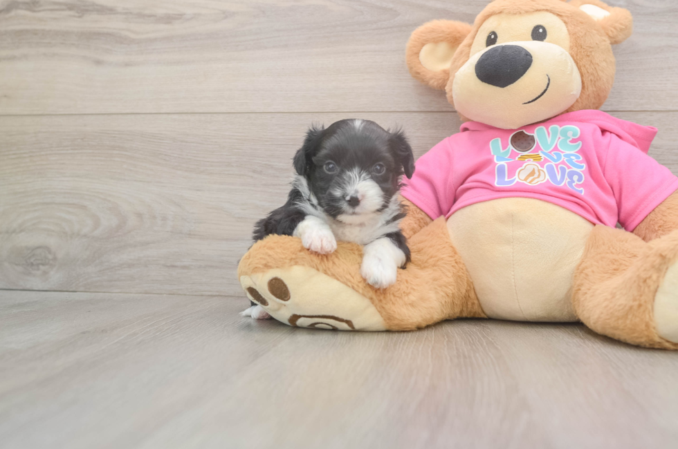 5 week old Aussiechon Puppy For Sale - Lone Star Pups