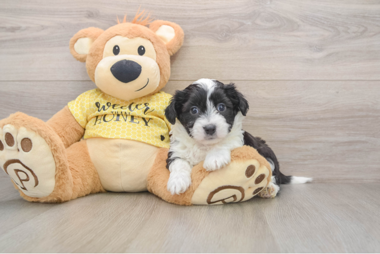 Best Aussiechon Baby