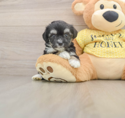5 week old Aussiechon Puppy For Sale - Lone Star Pups