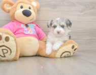 6 week old Aussiechon Puppy For Sale - Lone Star Pups