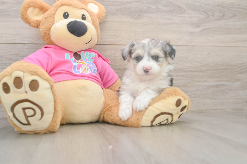 5 week old Aussiechon Puppy For Sale - Lone Star Pups