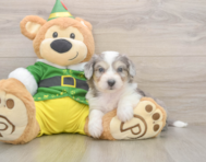 6 week old Aussiechon Puppy For Sale - Lone Star Pups