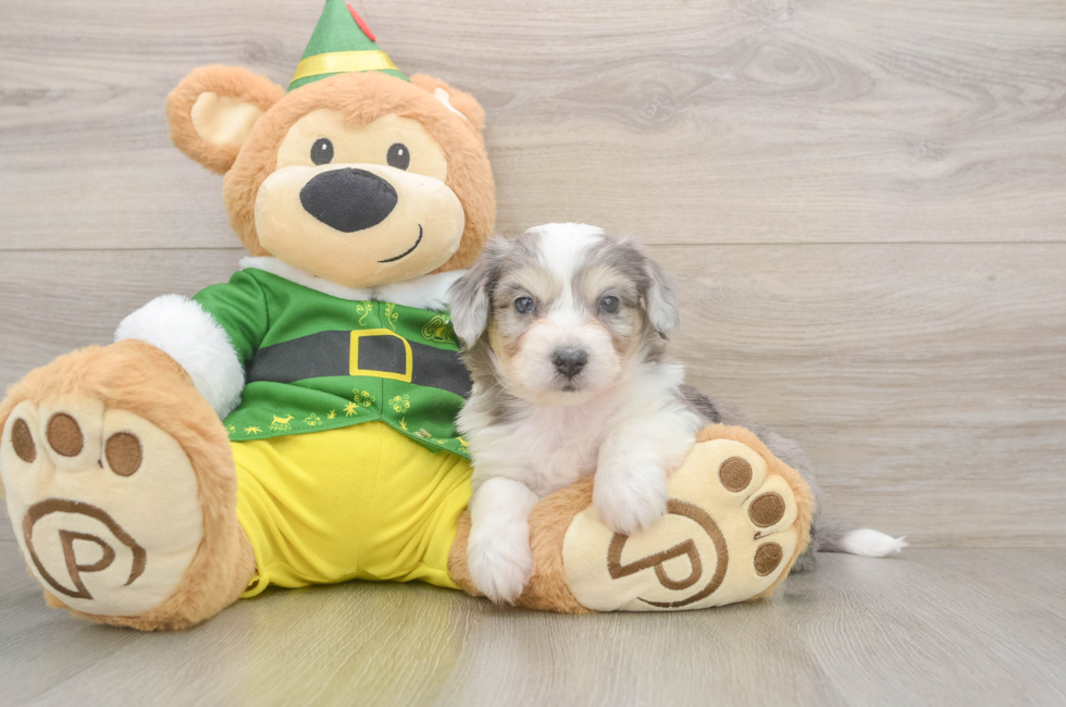 6 week old Aussiechon Puppy For Sale - Lone Star Pups