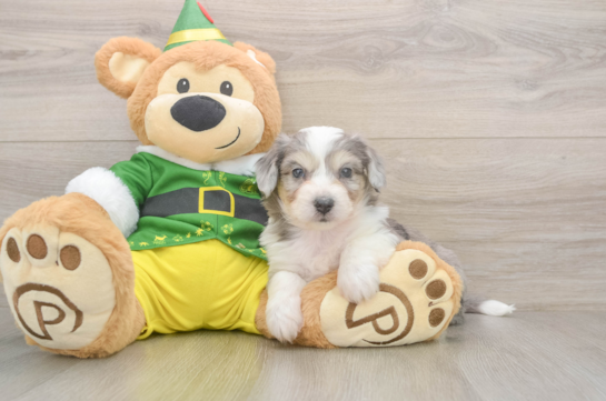 Petite Aussiechon Designer Pup