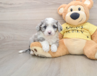 5 week old Aussiechon Puppy For Sale - Lone Star Pups