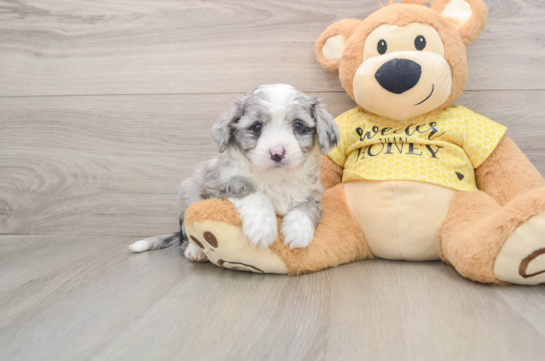 Hypoallergenic Aussie Bichon Designer Puppy