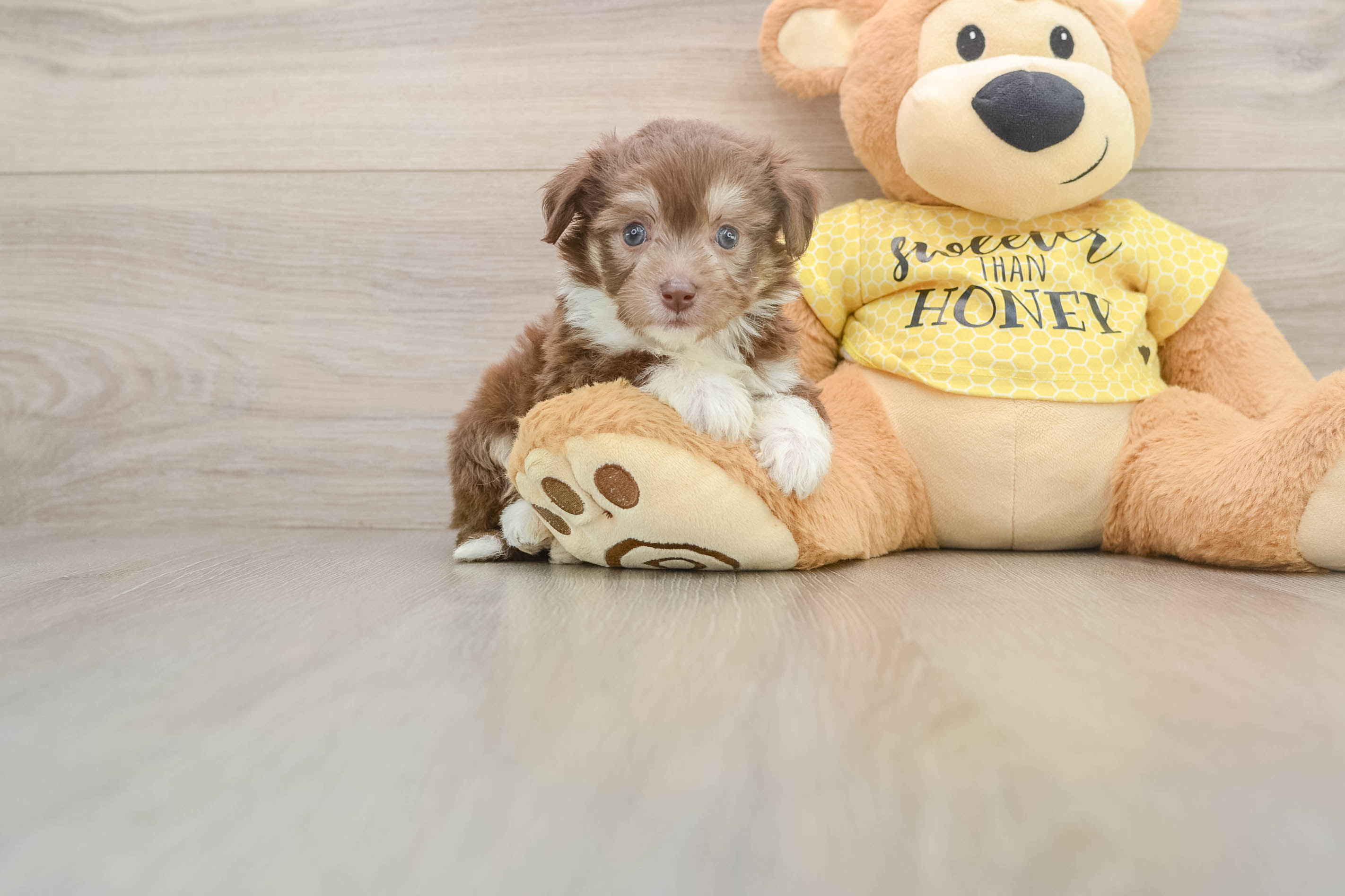 Adorable Aussie Bichon Designer Puppy