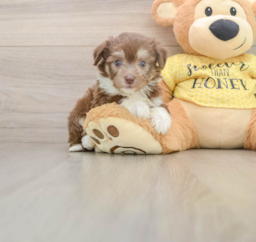 5 week old Aussiechon Puppy For Sale - Lone Star Pups