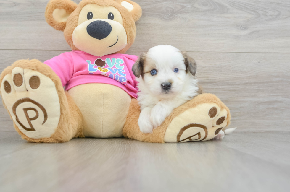 5 week old Aussiechon Puppy For Sale - Lone Star Pups