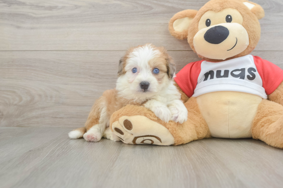 Aussiechon Pup Being Cute