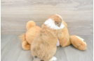 Popular Aussiechon Designer Pup