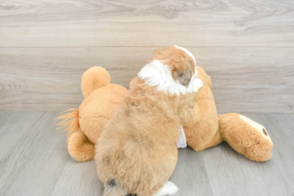 Popular Aussiechon Designer Pup