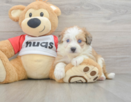 6 week old Aussiechon Puppy For Sale - Lone Star Pups