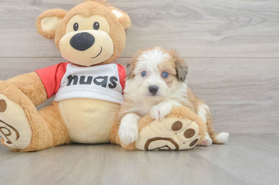 5 week old Aussiechon Puppy For Sale - Lone Star Pups