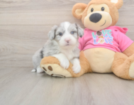 6 week old Aussiechon Puppy For Sale - Lone Star Pups