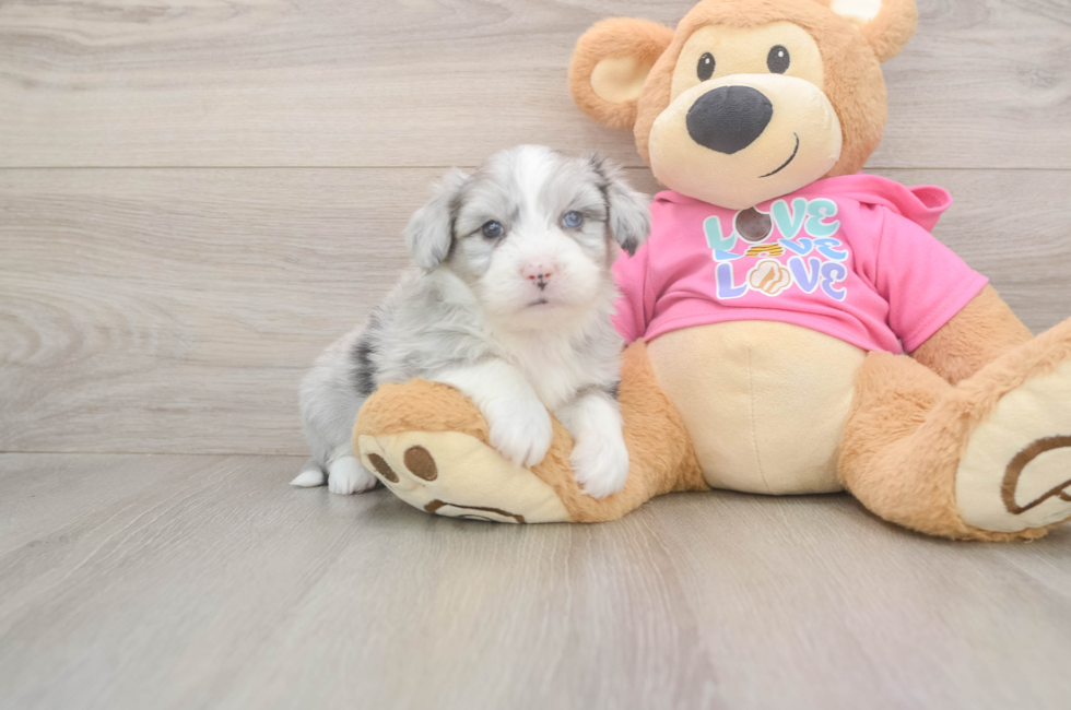 5 week old Aussiechon Puppy For Sale - Lone Star Pups