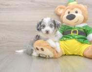 6 week old Aussiechon Puppy For Sale - Lone Star Pups