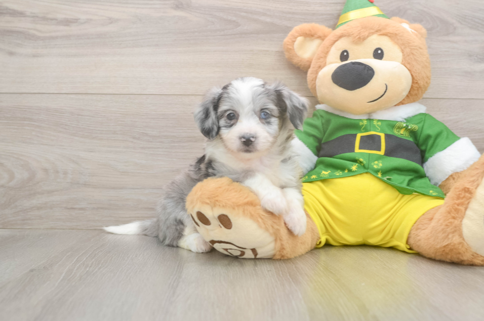 6 week old Aussiechon Puppy For Sale - Lone Star Pups