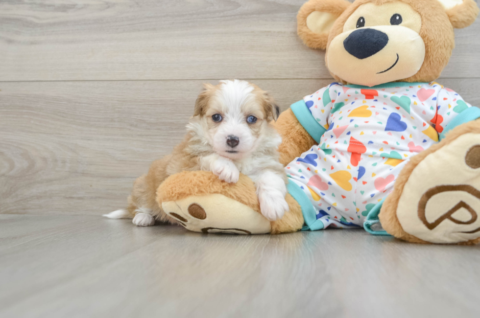 7 week old Aussiechon Puppy For Sale - Lone Star Pups