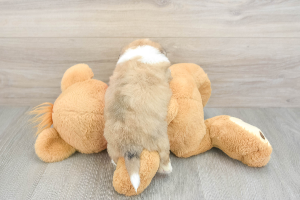 Playful Aussie Bichon Designer Puppy
