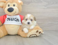 6 week old Aussiechon Puppy For Sale - Lone Star Pups