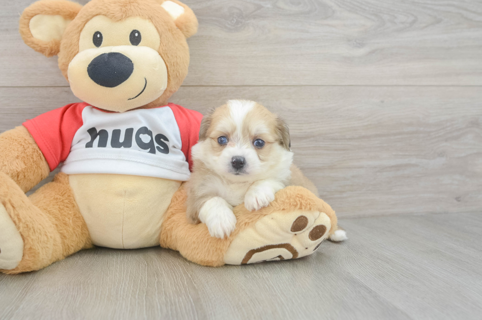 5 week old Aussiechon Puppy For Sale - Lone Star Pups