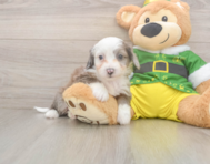 6 week old Aussiechon Puppy For Sale - Lone Star Pups
