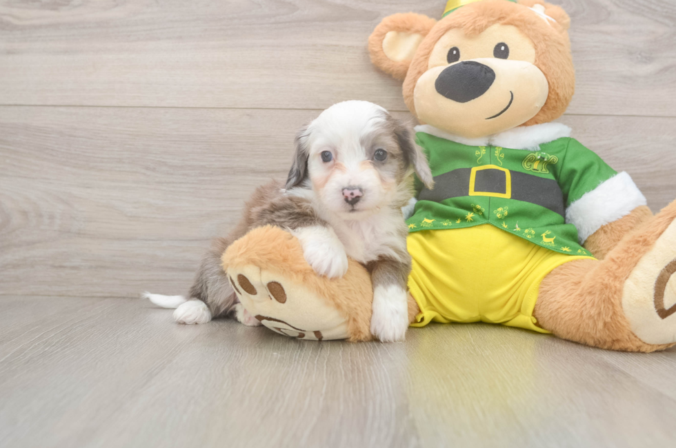 6 week old Aussiechon Puppy For Sale - Lone Star Pups