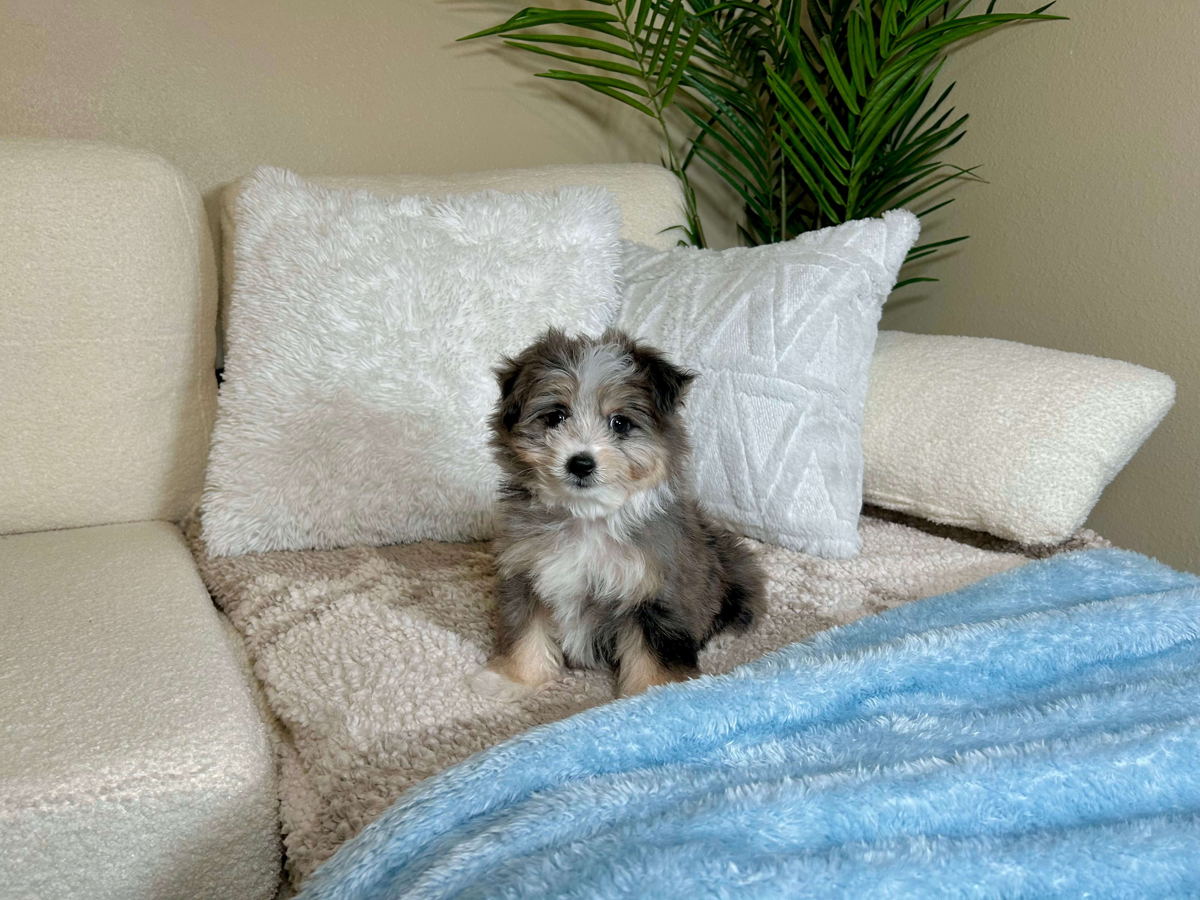 Best Aussiechon Baby