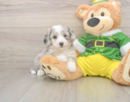 6 week old Aussiechon Puppy For Sale - Lone Star Pups
