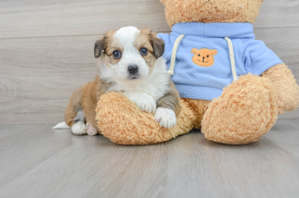 6 week old Aussiechon Puppy For Sale - Lone Star Pups