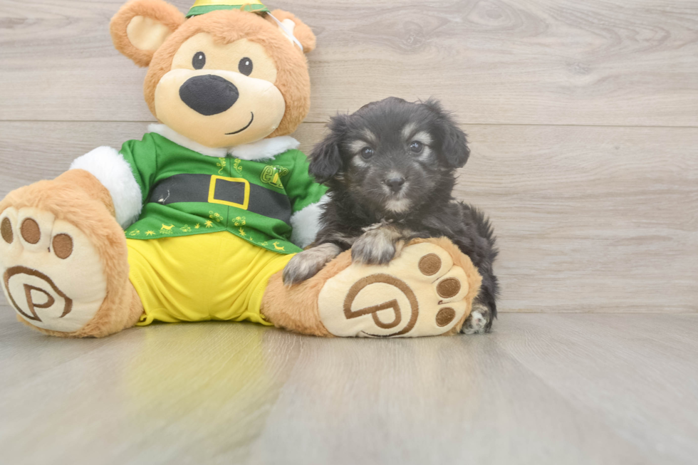 Best Aussiechon Baby