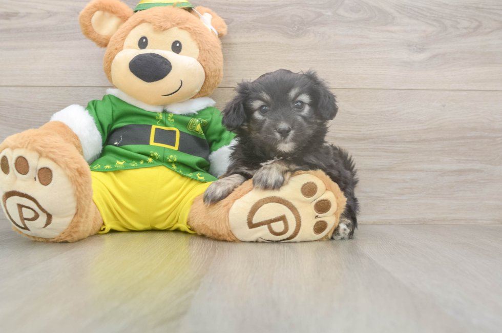 5 week old Aussiechon Puppy For Sale - Lone Star Pups