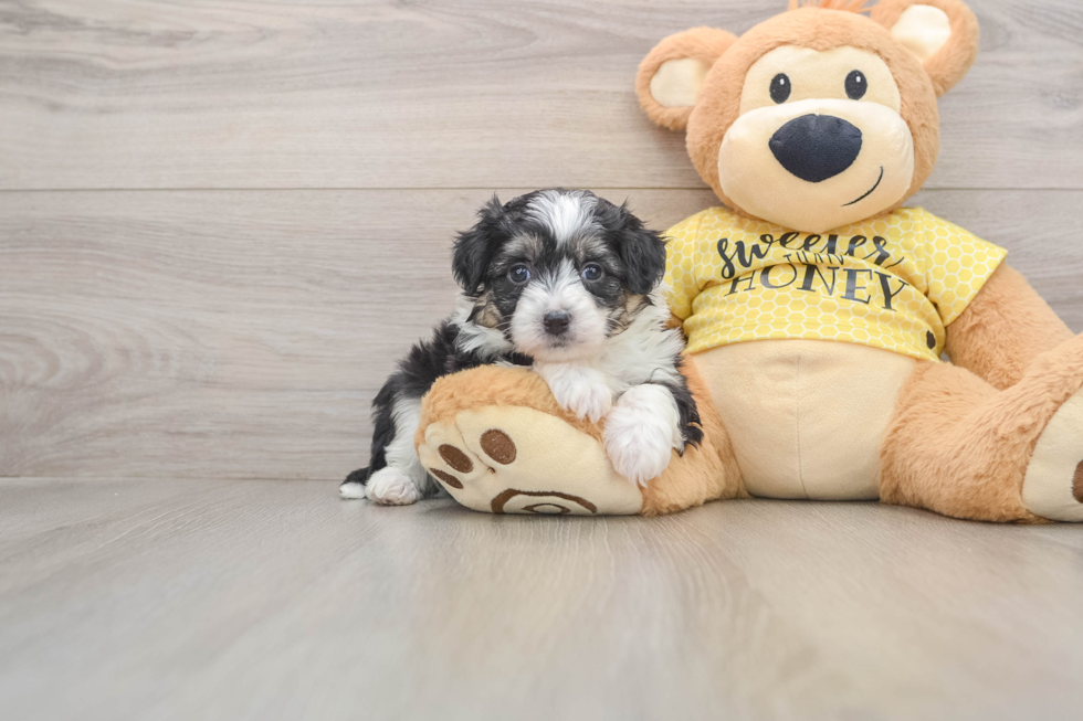 Adorable Aussie Bichon Designer Puppy