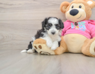 5 week old Aussiechon Puppy For Sale - Lone Star Pups