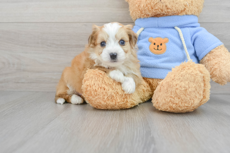 6 week old Aussiechon Puppy For Sale - Lone Star Pups