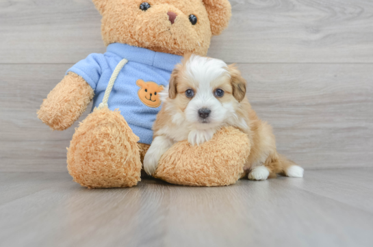 Little Australian Designer Puppy