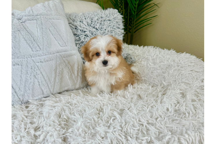 Cute Australian Designer Puppy