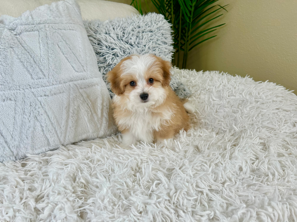 Cute Australian Designer Puppy