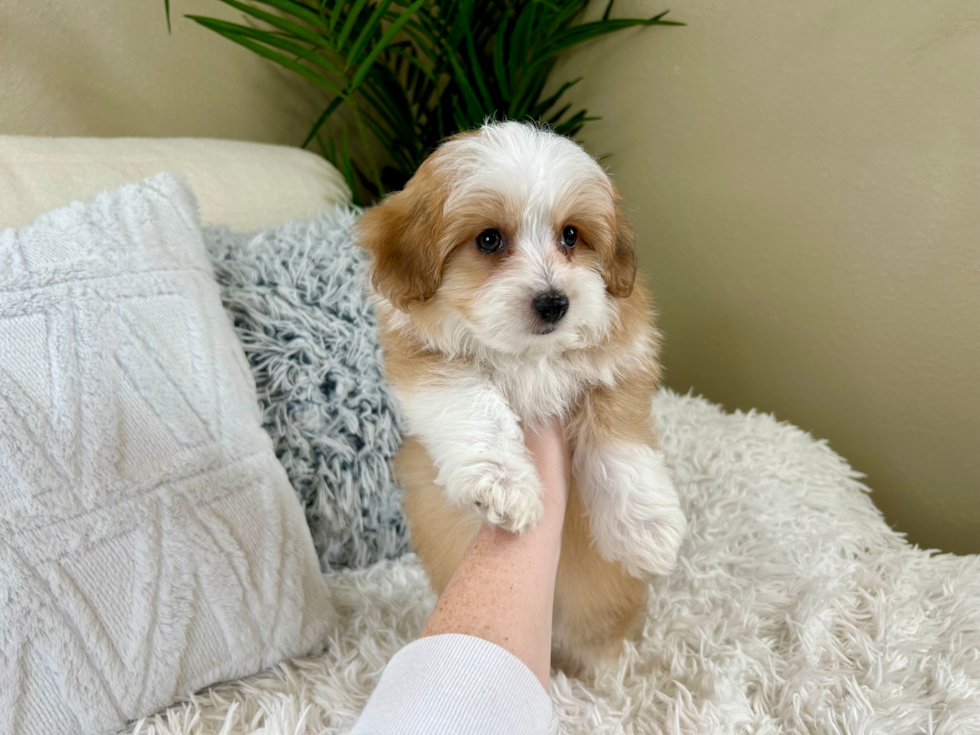 Cute Australian Designer Puppy