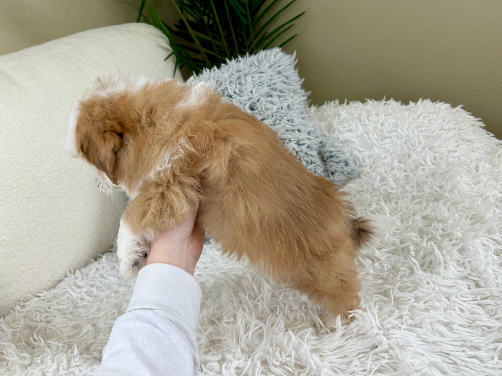 Cute Aussiechon Designer Pup
