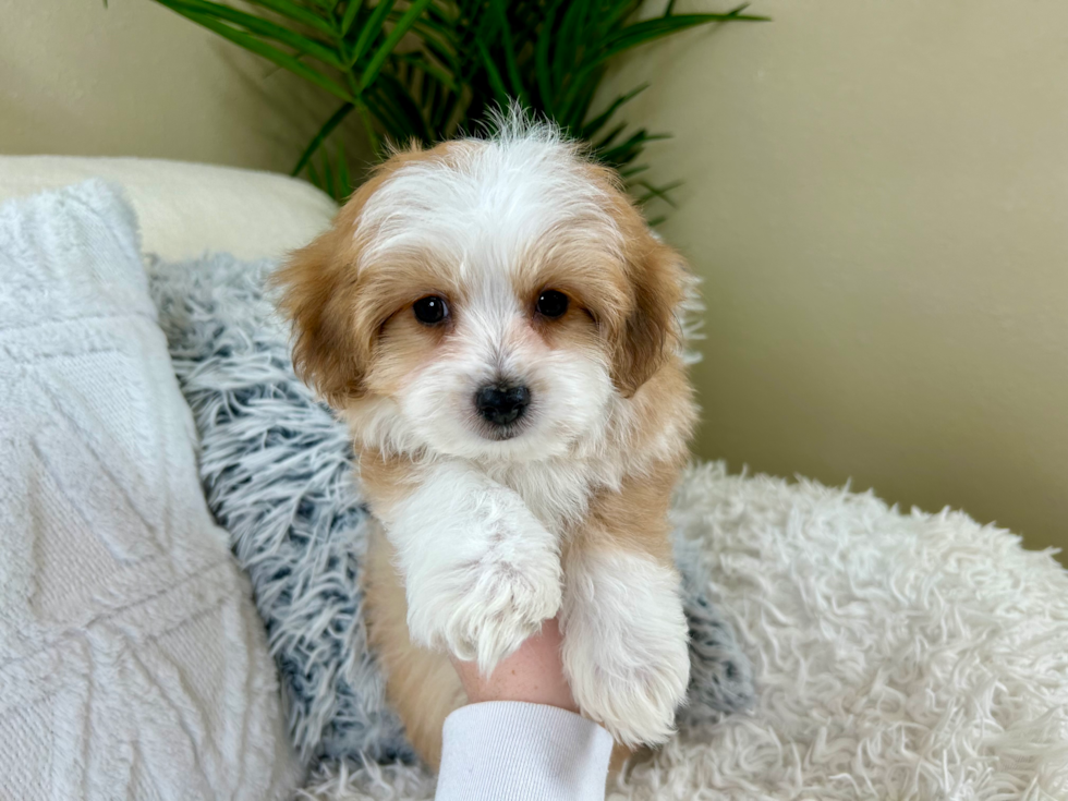 Cute Aussiechon Designer Pup