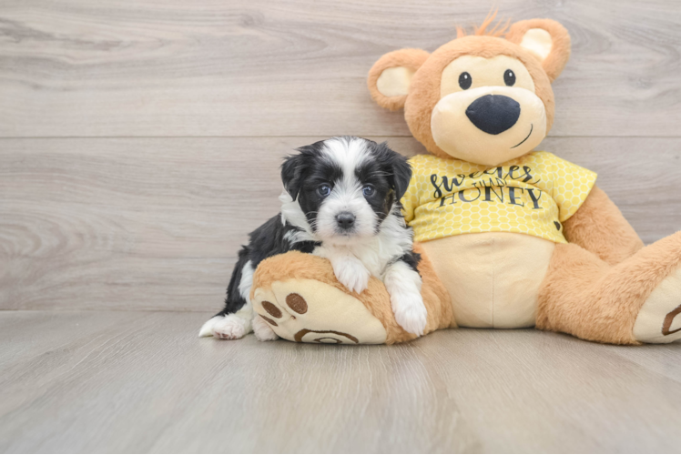 Playful Aussie Bichon Designer Puppy