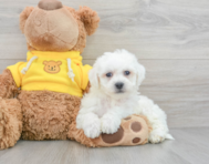 8 week old Bichon Frise Puppy For Sale - Lone Star Pups