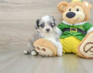 6 week old Aussiechon Puppy For Sale - Lone Star Pups