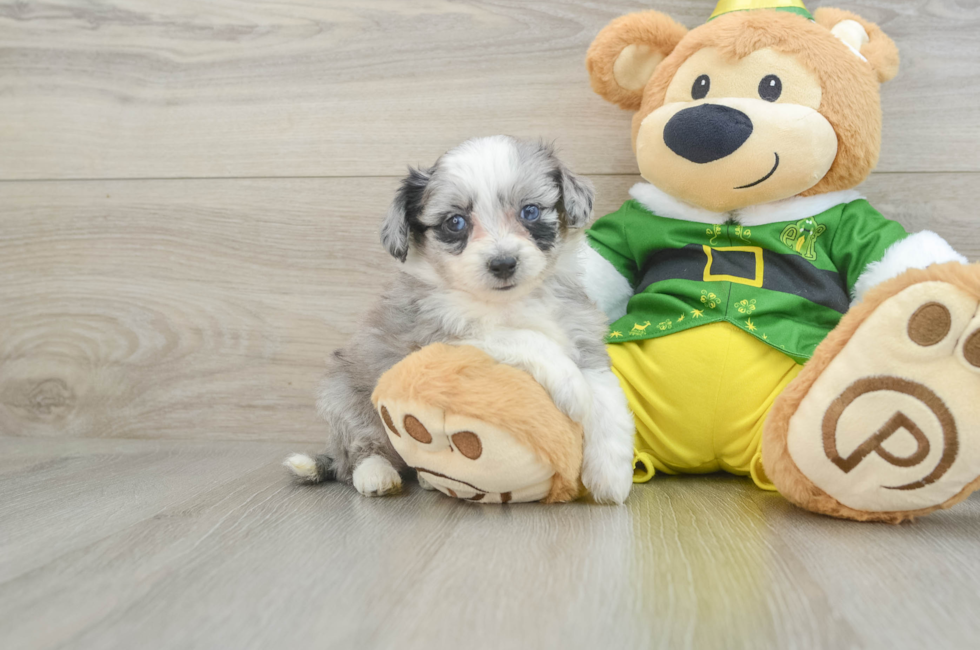 6 week old Aussiechon Puppy For Sale - Lone Star Pups