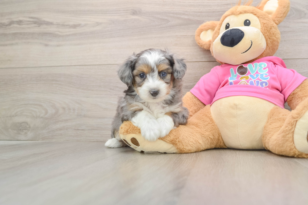 Best Aussiechon Baby