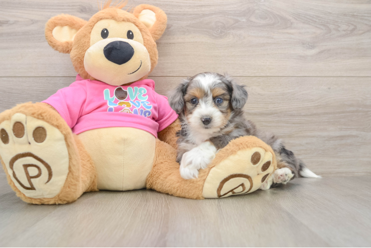 Sweet Aussiechon Baby